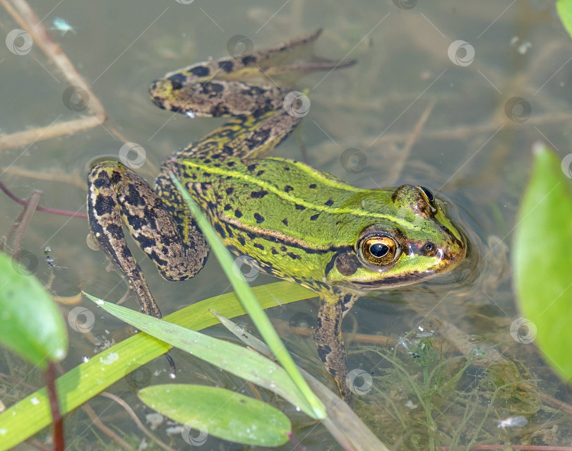 Скачать прудовая лягушка фотосток Ozero