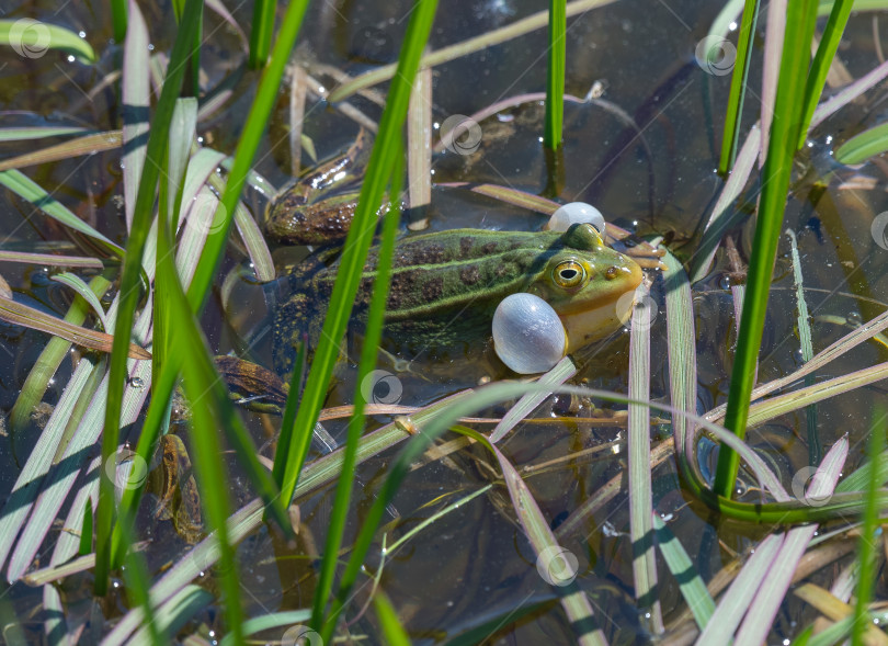 Скачать прудовая лягушка фотосток Ozero