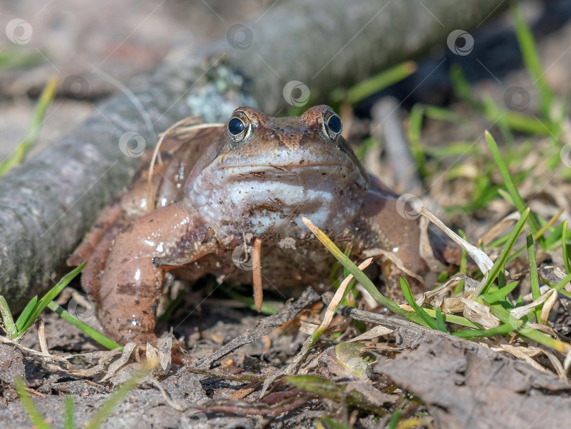 Скачать травяная лягушка фотосток Ozero