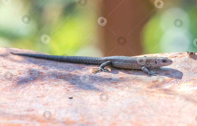 Скачать ящерица живородящая фотосток Ozero