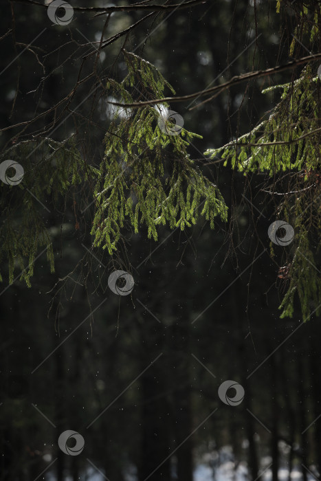 Скачать Март в лесу фотосток Ozero