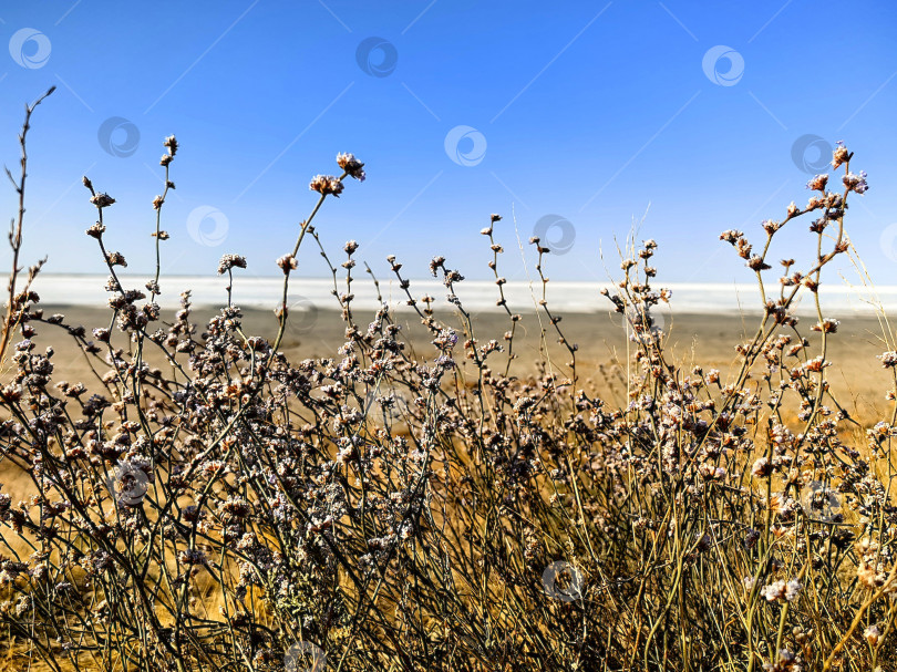 Скачать берег озера Эльтон фотосток Ozero