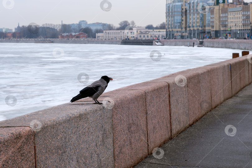 Скачать Городская ворона, примостившаяся на зимней набережной реки фотосток Ozero