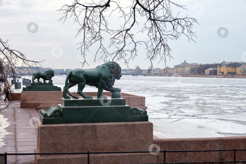 Скачать Санкт-Петербург, Россия - 9 марта 2026 года. Исторические статуи львов возвышаются над ледяной Невой фотосток Ozero