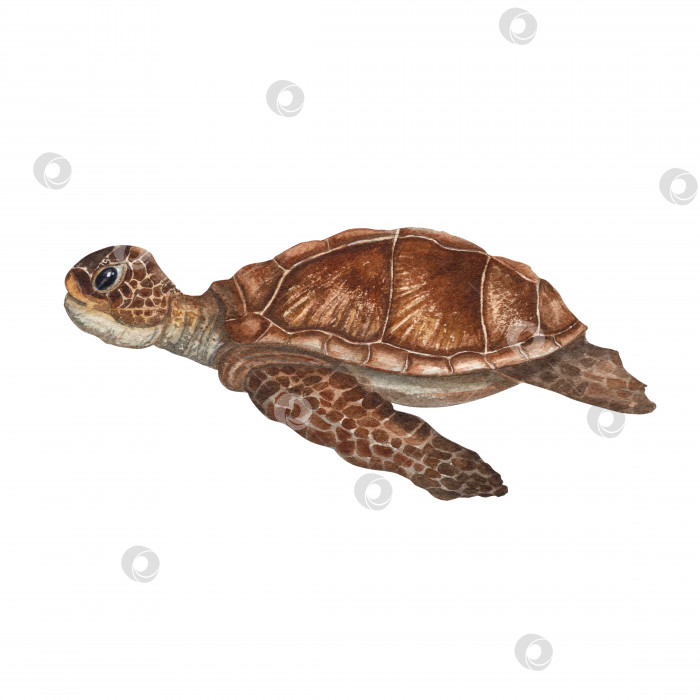 Скачать Нарисованная вручную акварельная иллюстрация плавающей морской черепахи, изолированной на белом фоне. Идеально подходит для обоев, принтов, детского текстиля, детской комнаты, скрапбукинга, открыток, одежды. Мультяшный стиль. фотосток Ozero