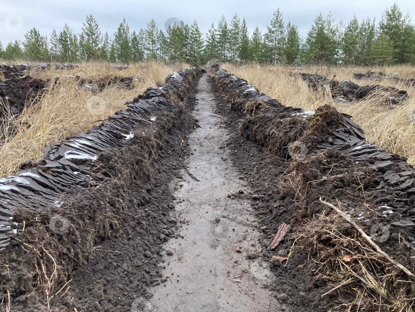 Скачать Борозда сделанная под посадку хвойных деревьев в лесном массиве. фотосток Ozero