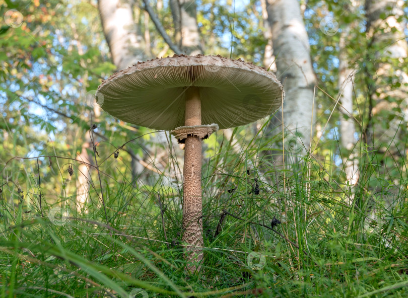 Скачать гриб фотосток Ozero