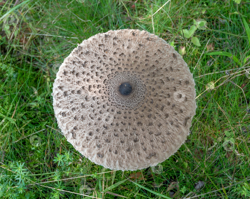 Скачать гриб фотосток Ozero