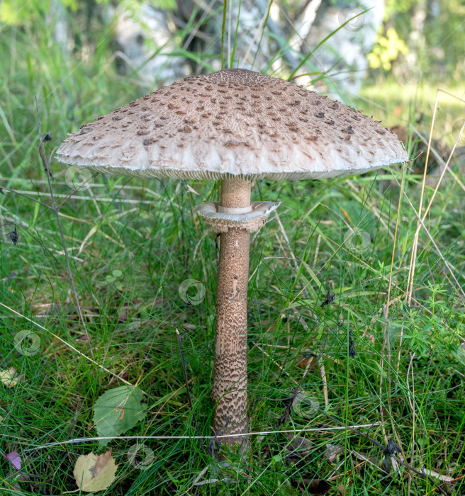 Скачать гриб фотосток Ozero
