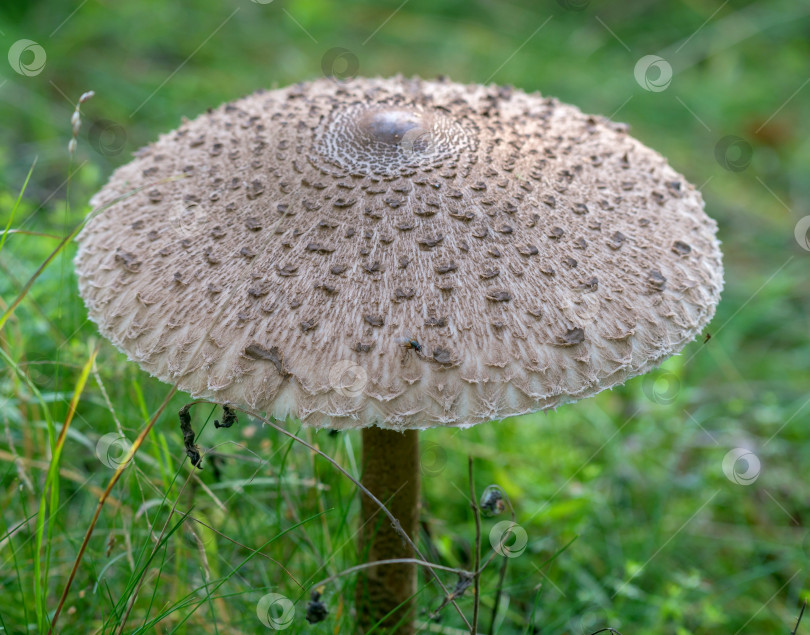 Скачать гриб фотосток Ozero