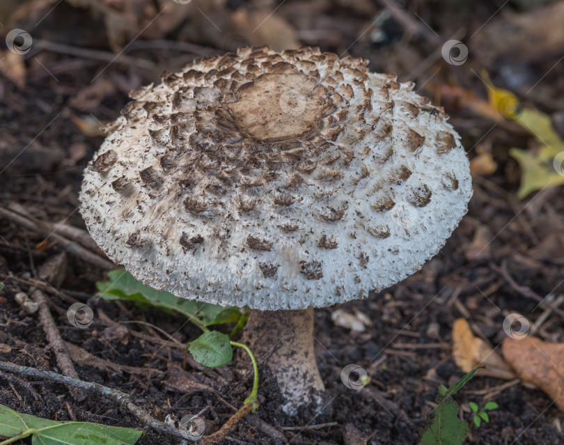 Скачать гриб фотосток Ozero