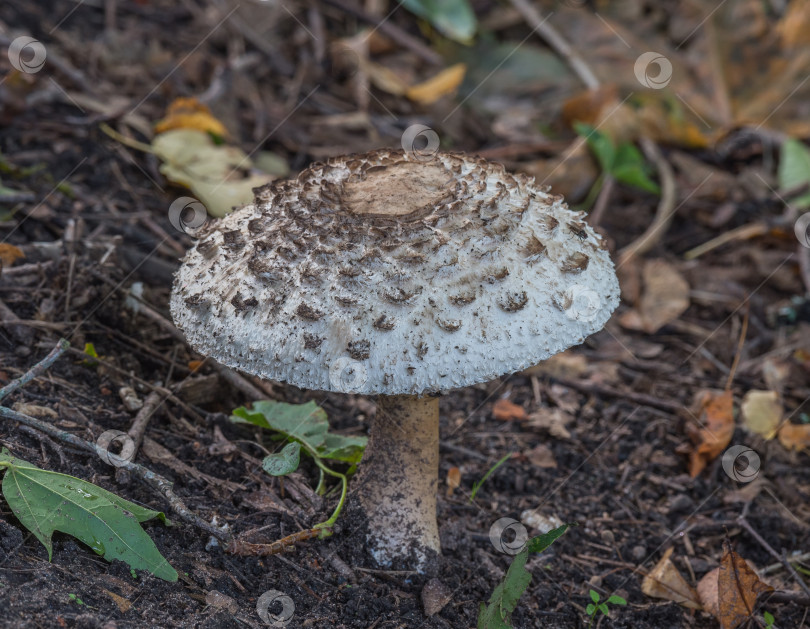 Скачать гриб фотосток Ozero