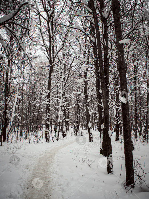Скачать Дорожка в глубоком снегу в парке фотосток Ozero