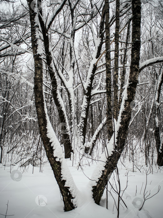 Скачать Дорожка в глубоком снегу в парке фотосток Ozero