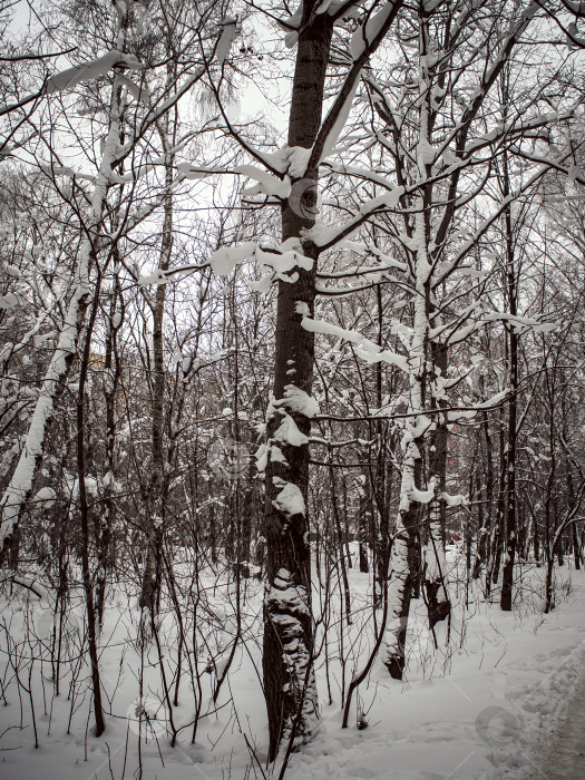 Скачать Дорожка в глубоком снегу в парке фотосток Ozero