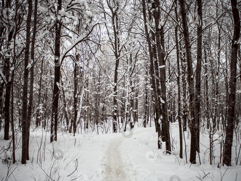 Скачать Дорожка в глубоком снегу в парке фотосток Ozero