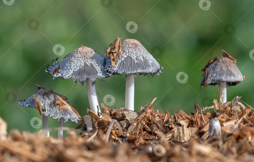 Скачать гриб фотосток Ozero