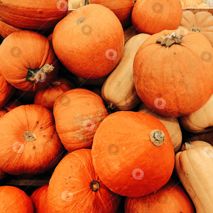 Скачать Тыква и кабачки фотосток Ozero