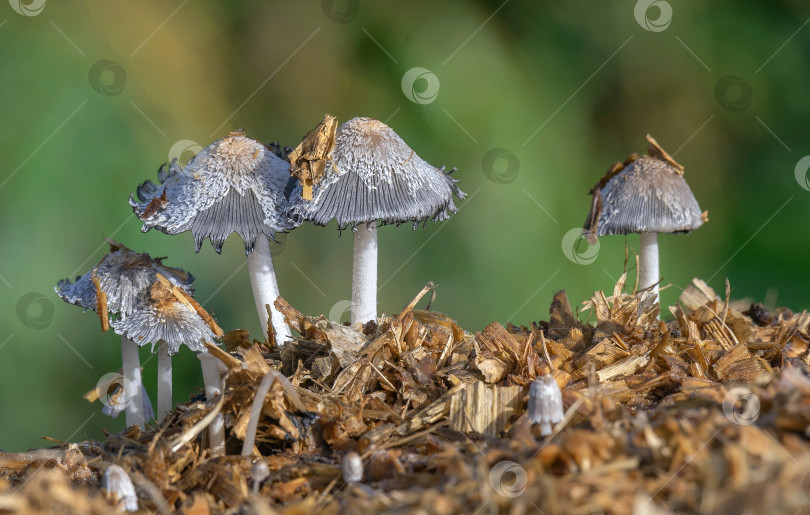 Скачать гриб фотосток Ozero