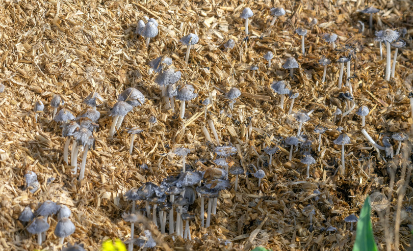 Скачать гриб фотосток Ozero