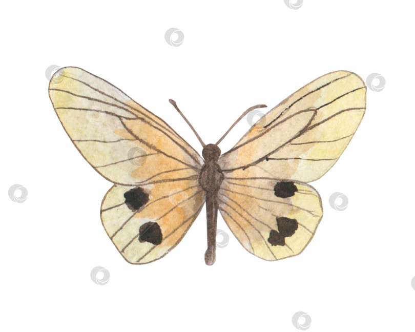 Скачать Разноцветные акварельные бабочки, выделенные на белом фоне. Весенняя иллюстрация бабочек желтого цвета. Подходит для обложек, фонов, рекламы и т.д... фотосток Ozero