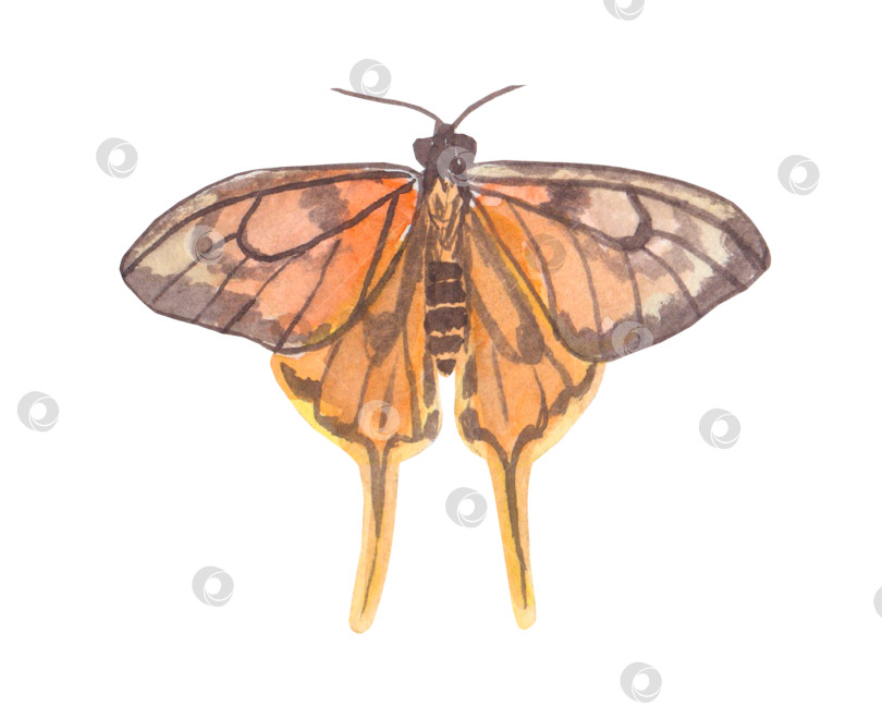 Скачать Разноцветные акварельные бабочки, выделенные на белом фоне. Весенняя иллюстрация бабочек оранжевого цвета. Подходит для обложек, фонов, рекламы и т.д фотосток Ozero