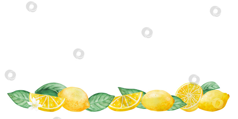 Скачать Набор акварельных иллюстраций с лимонами, листьями и цветами в виде веток. Простые картинки с цитрусовыми фруктами для лета фотосток Ozero