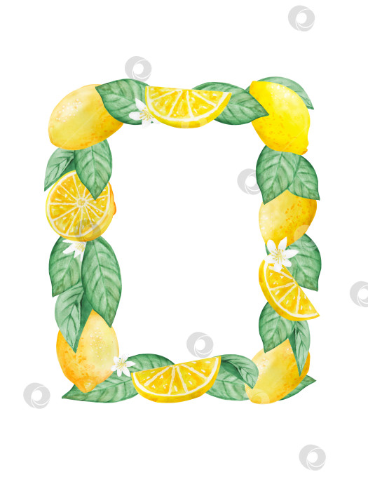 Скачать Набор акварельных иллюстраций с лимонами, листьями и цветами в виде веток. Простые картинки с цитрусовыми фруктами для лета. Рамка фотосток Ozero