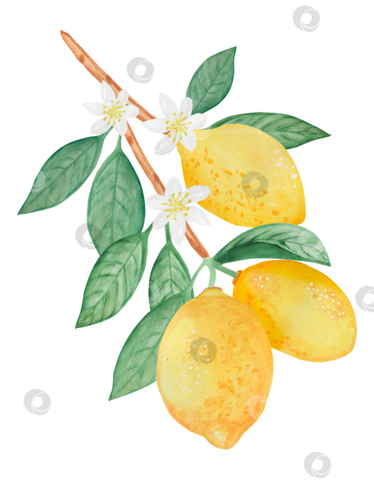 Скачать Набор акварельных иллюстраций с лимонами, листьями и цветами в виде веток. Простые картинки с цитрусовыми фруктами для лета. Изолированный фотосток Ozero