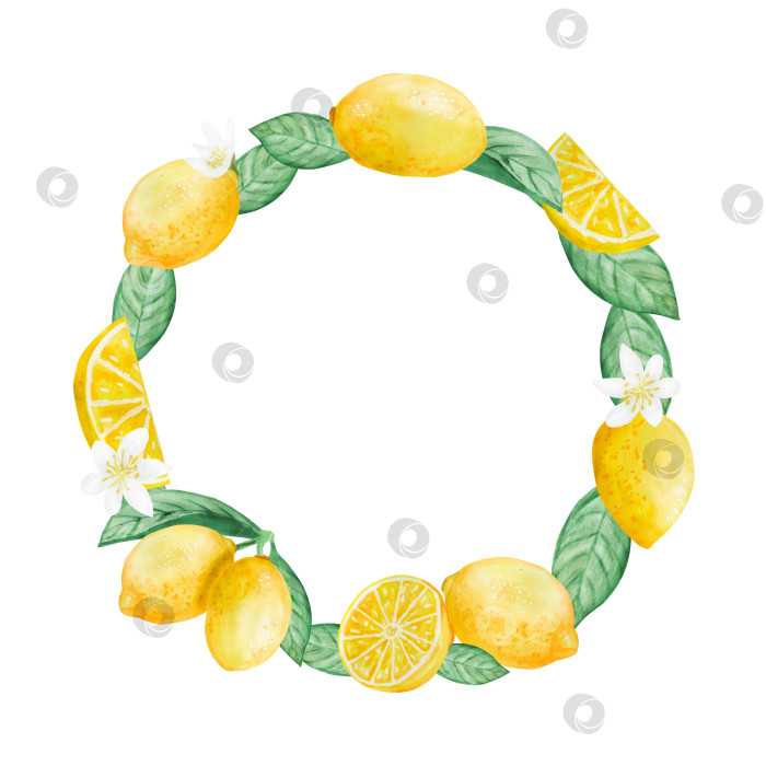 Скачать Набор акварельных иллюстраций с лимонами, листьями и цветами в виде веток. Простые картинки с цитрусовыми фруктами для лета. Рамка фотосток Ozero