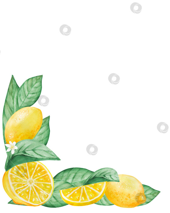 Скачать Набор акварельных иллюстраций с лимонами, листьями и цветами в виде веток. Простые картинки с цитрусовыми фруктами для лета фотосток Ozero
