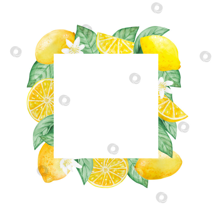 Скачать Набор акварельных иллюстраций с лимонами, листьями и цветами в виде веток. Простые картинки с цитрусовыми фруктами для лета. Рамка фотосток Ozero