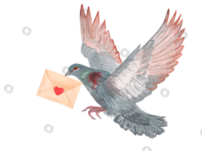 Скачать Акварельный рисунок от руки, изображающий голубя с конвертом в клюве, голубиная почта на белом фоне. Почтовый голубь и послание. фотосток Ozero