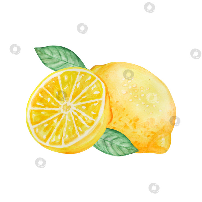 Скачать Акварельные иллюстрации с лимонами. Ручная роспись лимонных веток с сочными зелеными листьями на белом фоне для дизайнерских проектов. фотосток Ozero