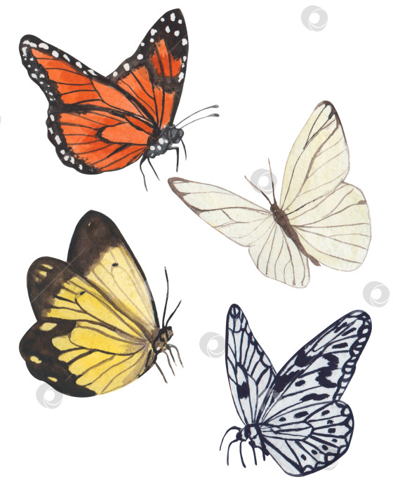 Скачать Разноцветные акварельные бабочки на белом фоне. Весенние иллюстрации с изображением бабочек желтого, оранжевого и других цветов. Подходит для обложек, фонов, рекламы и т.д фотосток Ozero