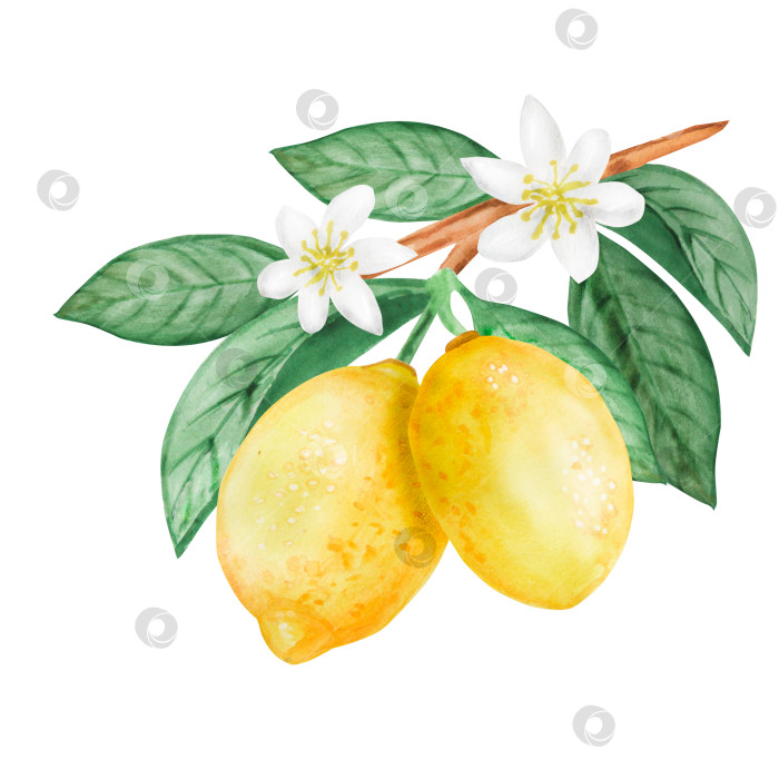 Скачать Набор акварельных иллюстраций с лимонами, листьями и цветами в виде веток. Простые картинки с цитрусовыми фруктами для лета. Изолированный фотосток Ozero