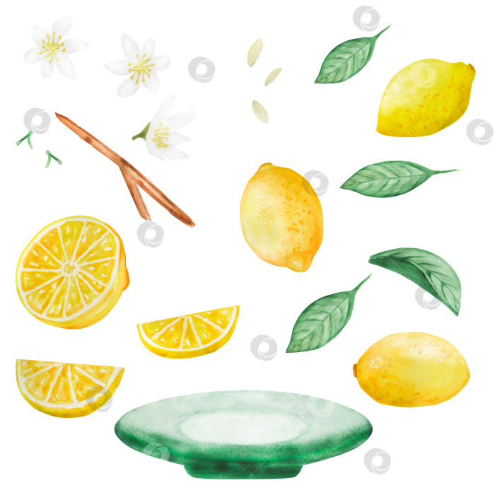 Скачать Набор акварельных иллюстраций с лимонами, листьями и цветами в виде веток. Простые картинки с цитрусовыми фруктами для лета. фотосток Ozero