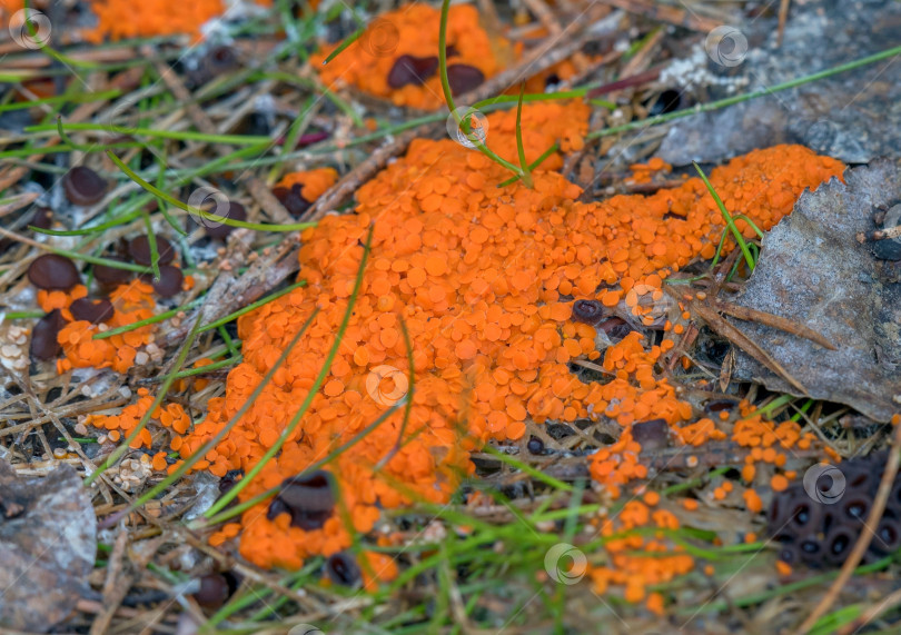 Скачать гриб фотосток Ozero