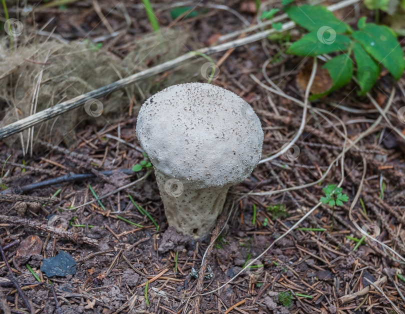 Скачать гриб фотосток Ozero