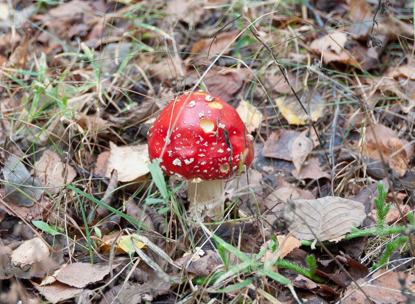 Скачать гриб фотосток Ozero