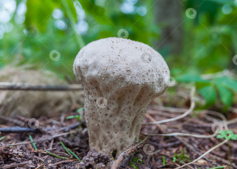 Скачать гриб фотосток Ozero