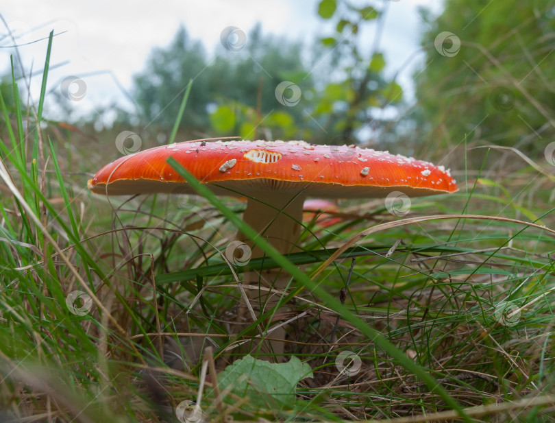 Скачать гриб фотосток Ozero