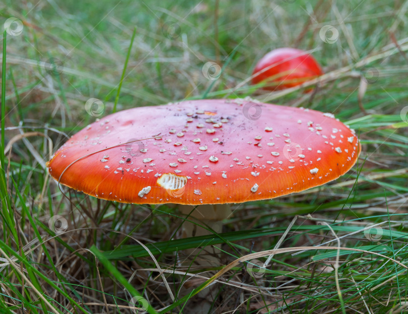 Скачать гриб фотосток Ozero