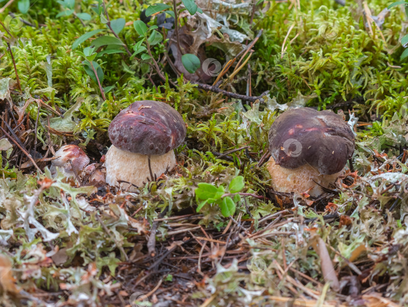 Скачать гриб фотосток Ozero