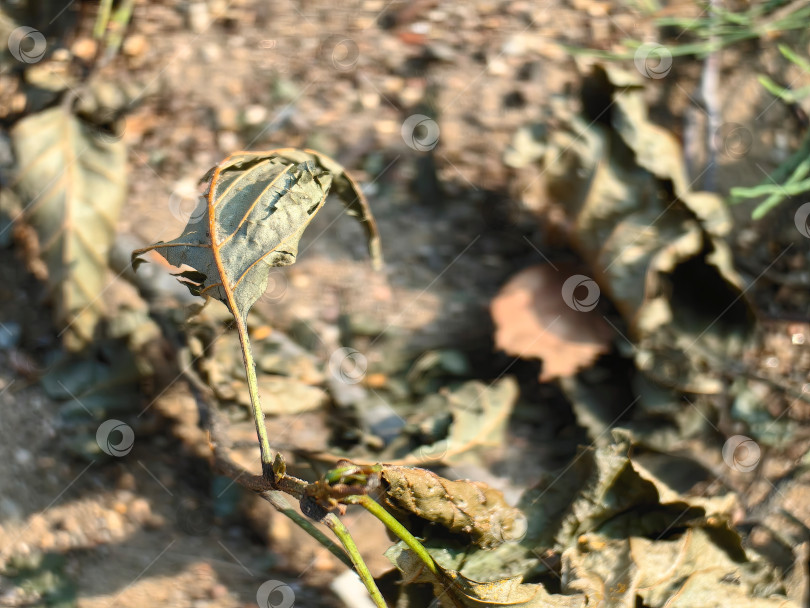 Скачать Сухие осенние листья на земле. фотосток Ozero