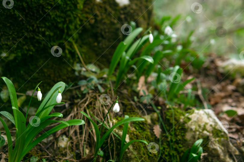Скачать подснежники в лесу. красивые весенние цветы в лесу фотосток Ozero