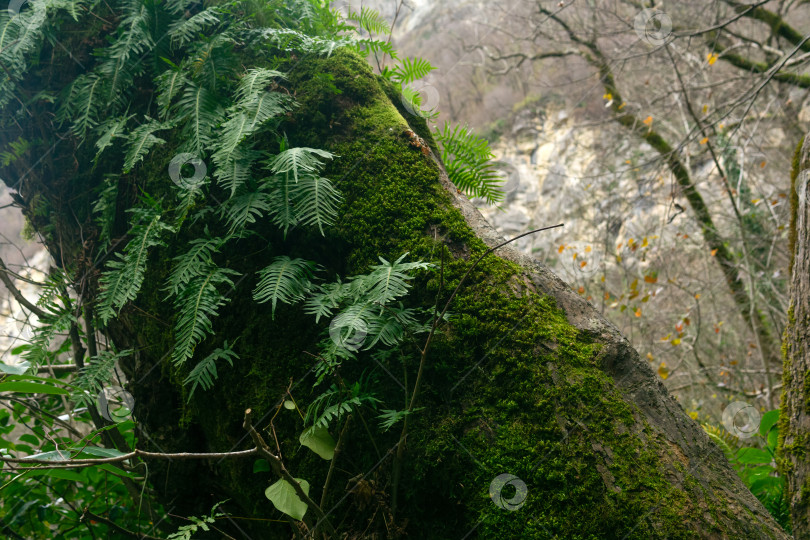 Скачать Папоротники, растущие на стволе дерева в горном лесу фотосток Ozero