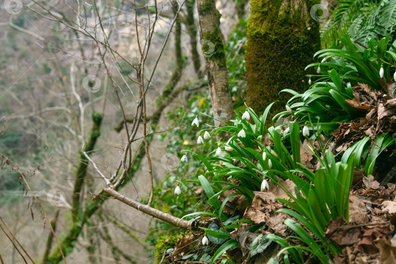 Скачать крупный план подснежника в горном лесу фотосток Ozero
