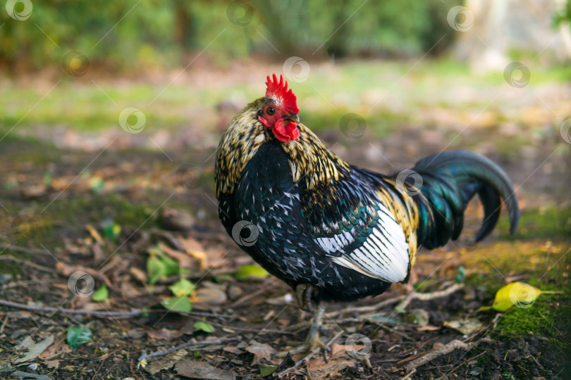 Скачать Разноцветный петух в саду фотосток Ozero