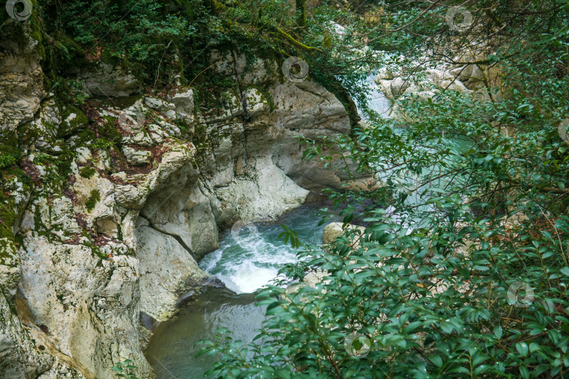 Скачать горная река в каньоне в лесу. фотосток Ozero